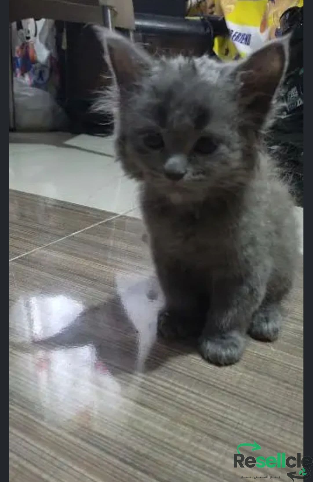 قطط بنت و3 ولاد