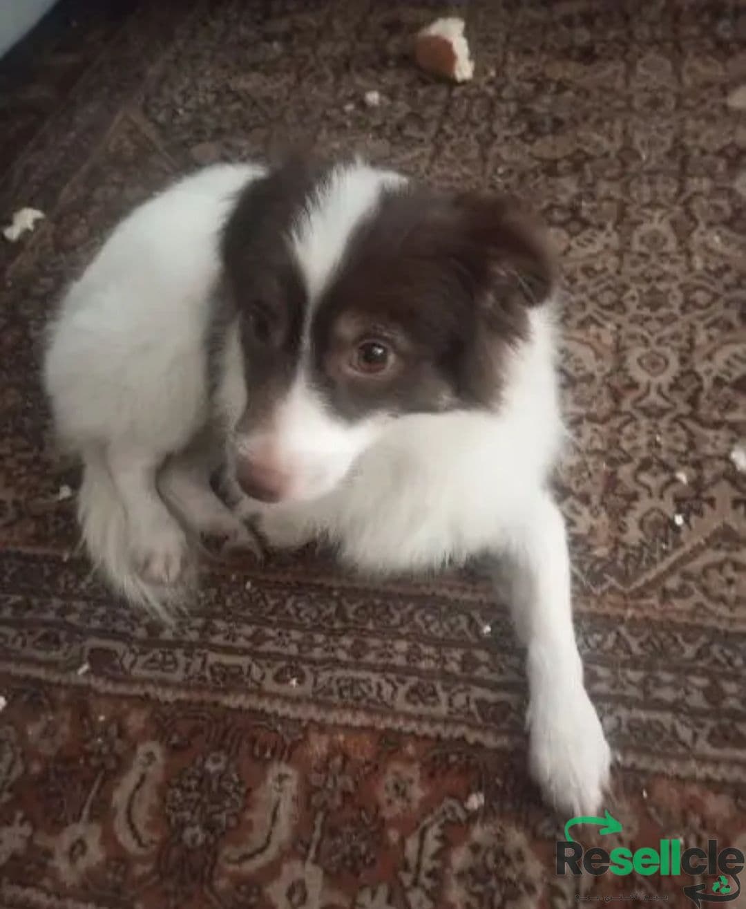 papillon dog كلب بابليون