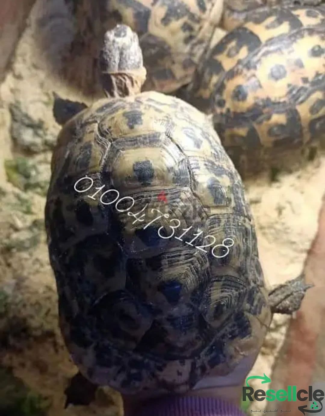 سلاحف يوناني 