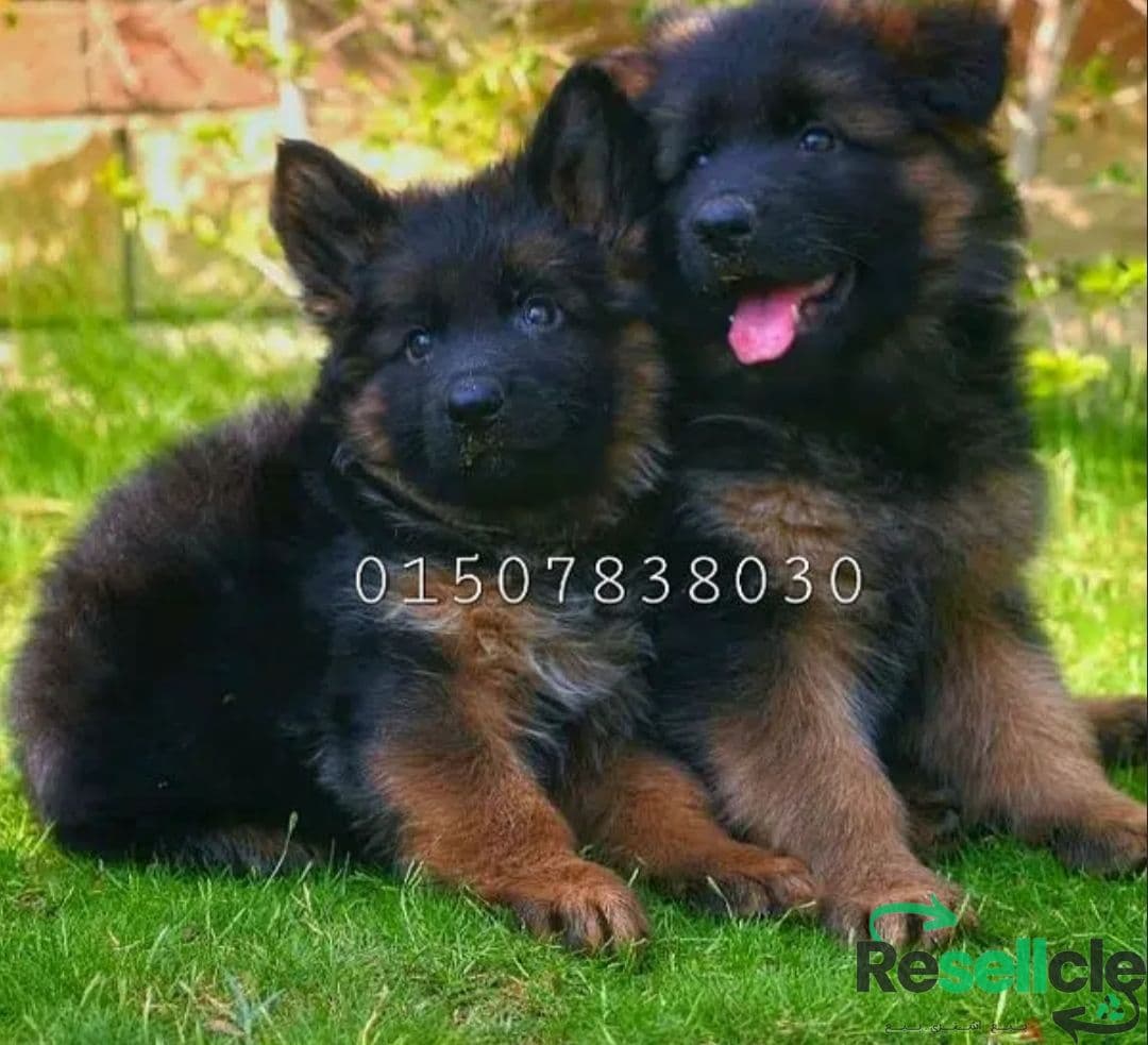 للبيع  أجمل جروين ذكر وأنثي جيرمن شيبرد شولاين 45 يوم Germanshepard